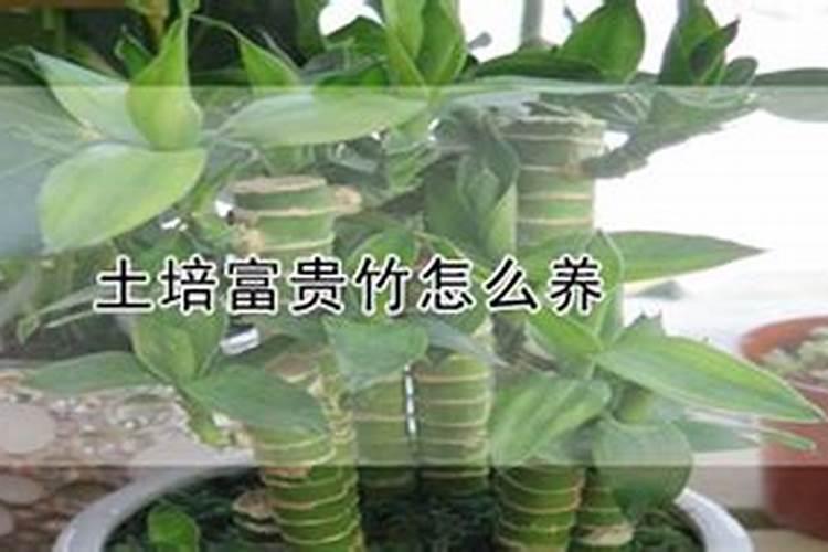 富贵竹施肥用什么肥料,富贵竹施什么肥好？