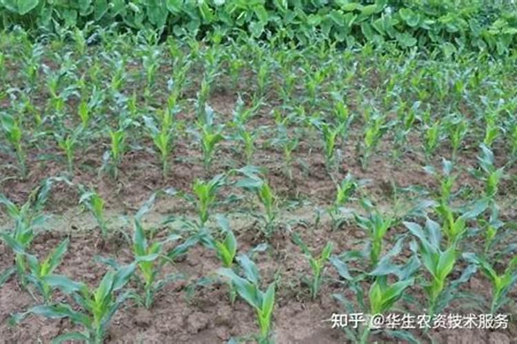 玉米没出苗浇水吗,出苗多久才能施第一次肥