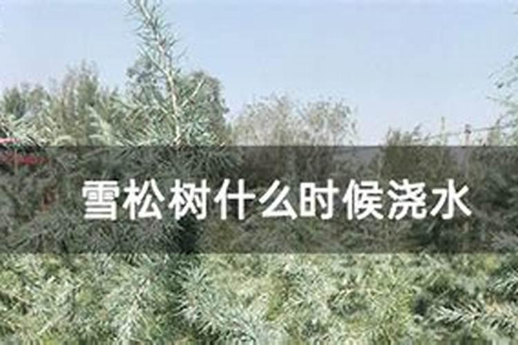 松树如何施肥