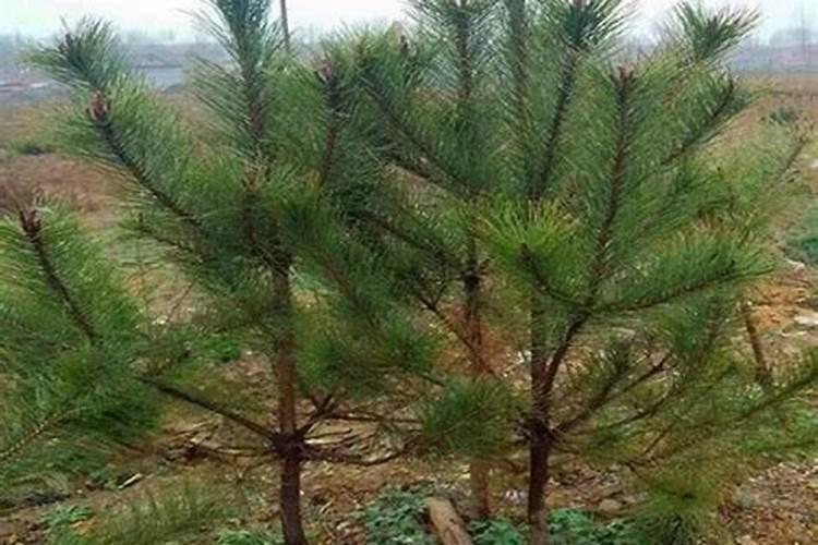 松树什么季节施肥最好