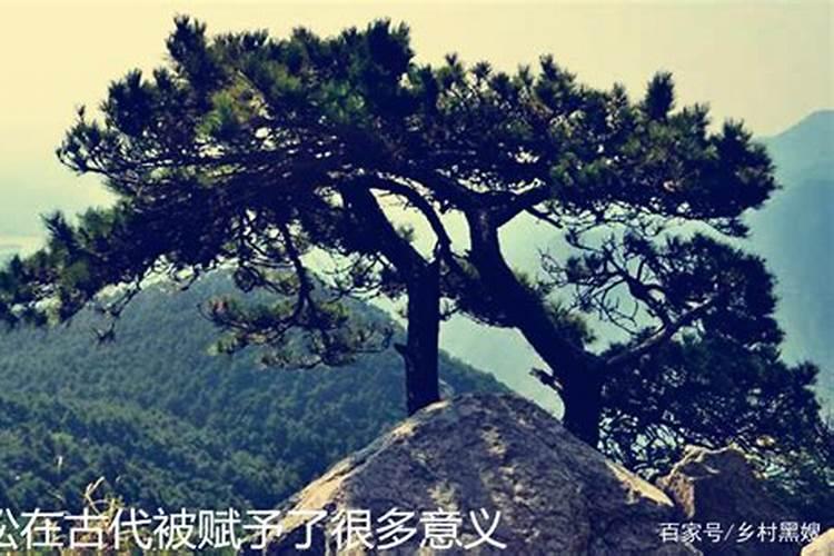 成年松树一般多久施一次肥？