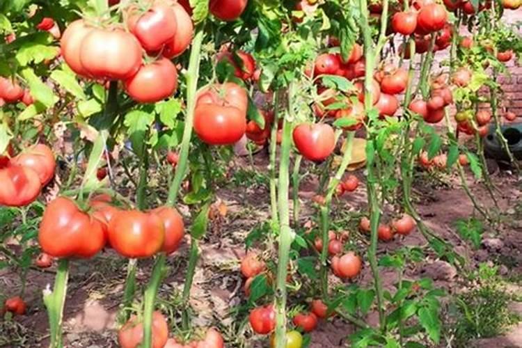 生物菌肥,氮肥是什么肥料？