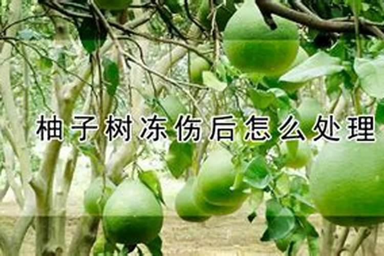柚子树树叶冻死后长新叶几年能结果