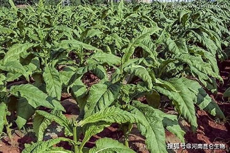 腐植酸有什么作用？腐植酸肥料的使用标准是什么？