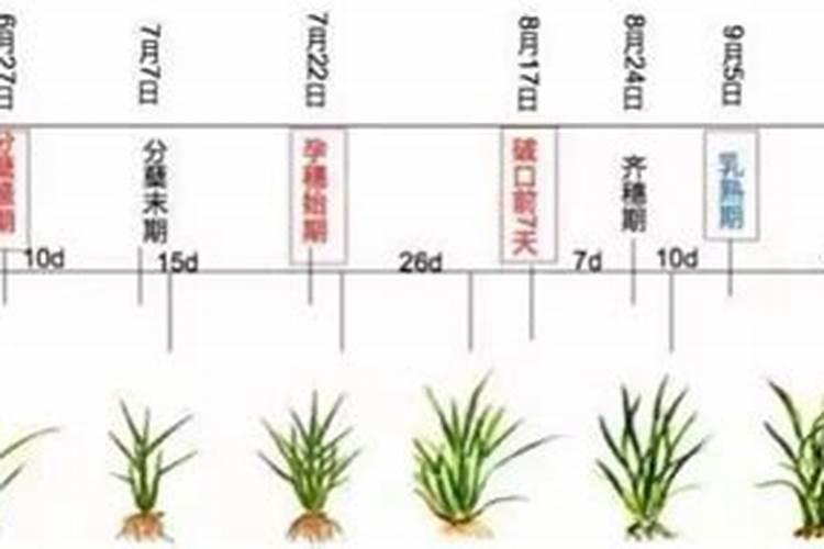 水稻秧苗两叶一心发黄正常吗