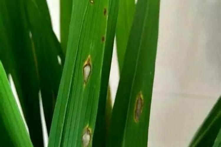 水稻后期灌浆期需要用叶面肥吗？