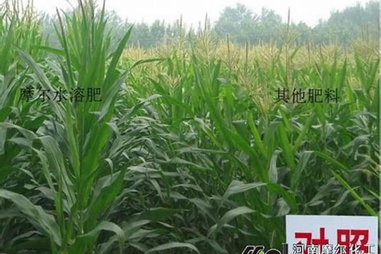 磷酸铵镁结石怎么治疗