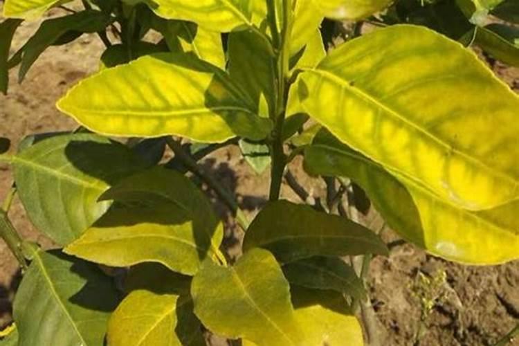 芸苔素内酯浇花的正确方法