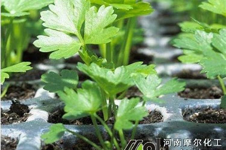 铵态氮肥的简易鉴别方法