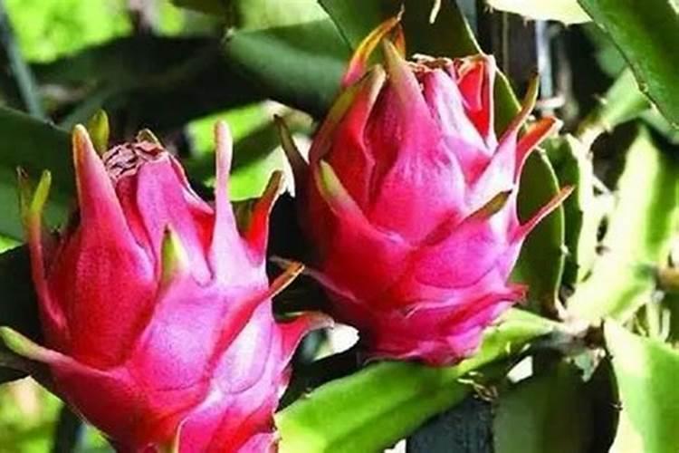 花生地里生的白肥虫怎样用药杀死它!