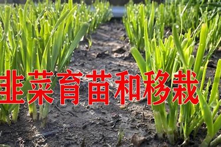 韭菜喷叶面肥用磷酸二氢钾好吗