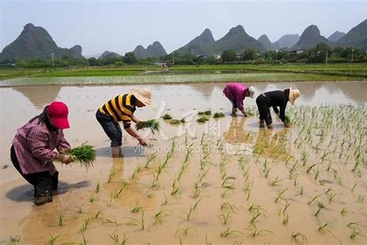 水溶肥高钾型和平衡型的区别