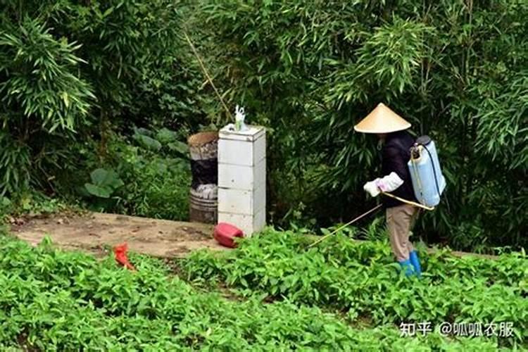 各省水果产量排名