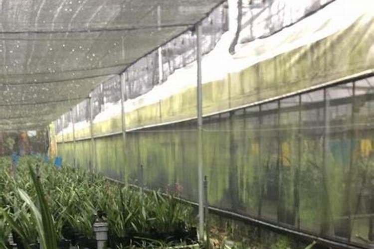 水溶肥每株苹果施多少斤