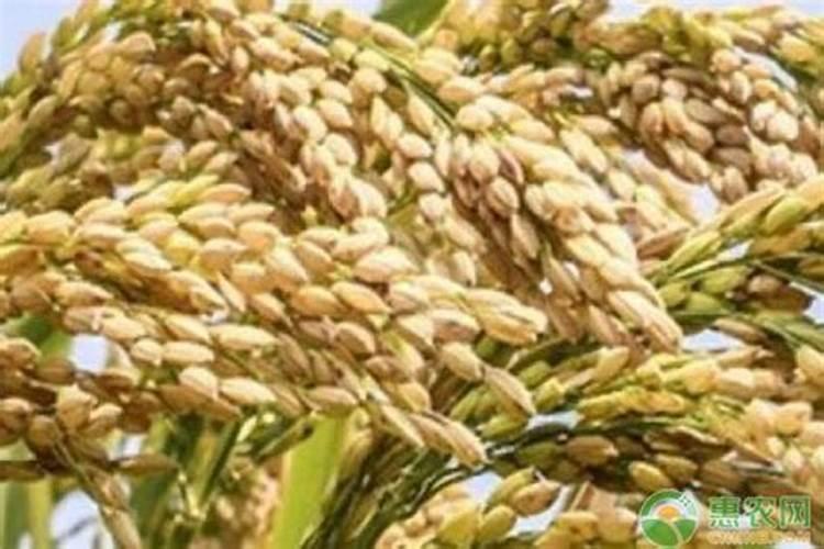 谷子用什么叶面肥增产 选择哪些肥料合适