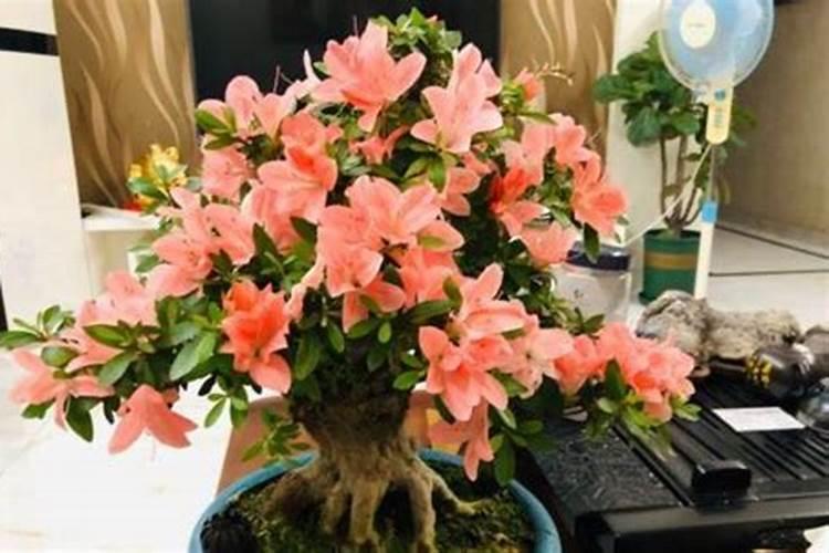 玉米养花时浇水好吗