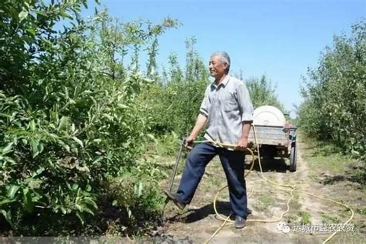 玉米植株在缺锌后会影响倒产量吗？