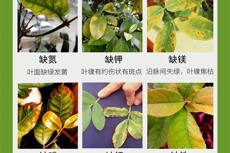 钙果苗的栽植和管理技术