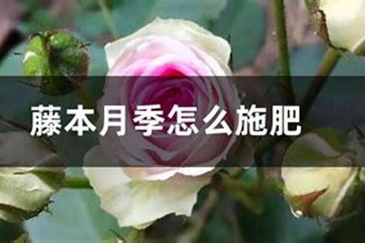 牧草落什么化肥好