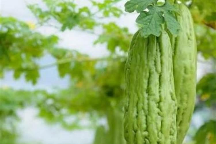 苦瓜用什么肥料最好