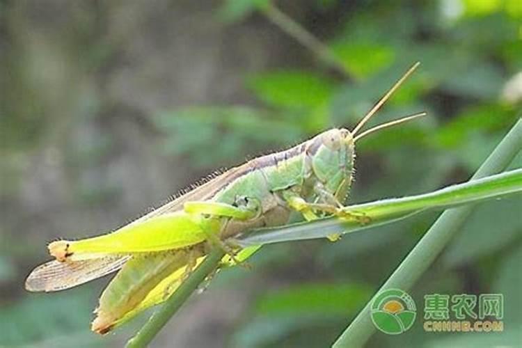 肥水中如何钓鲤鱼