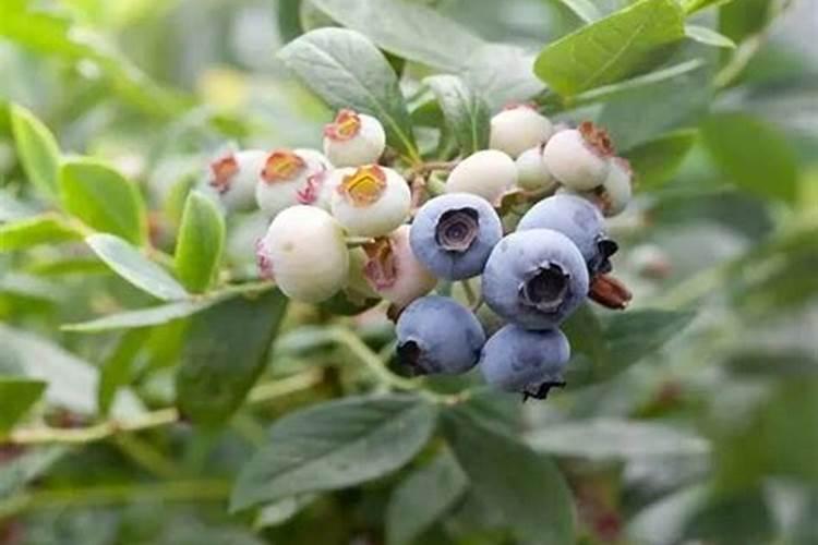 蓝莓用什么肥料最合适怎样给蓝莓施肥