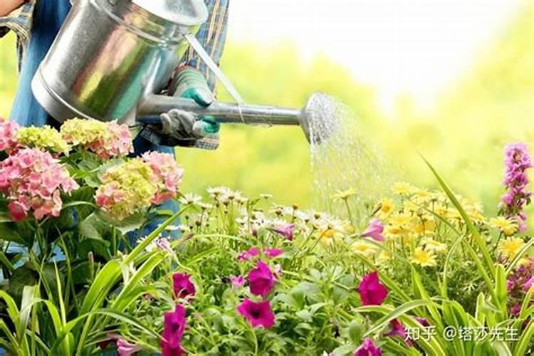 秋季养月季花禁用4种肥料这是夺命肥