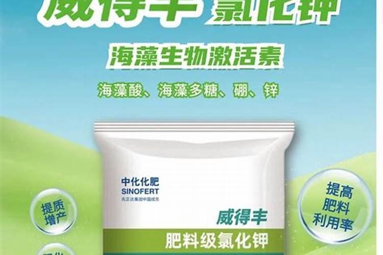 平菇可以喷洒芸苔素吗？