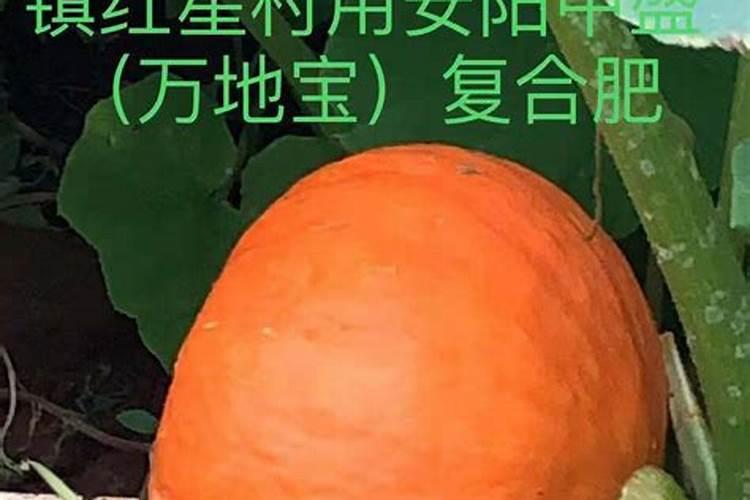 多肉叶片肥可以吧(多肉可以叶面施肥吗)
