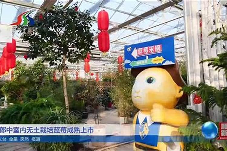 无土栽培蓝莓土壤ec值多少合适？