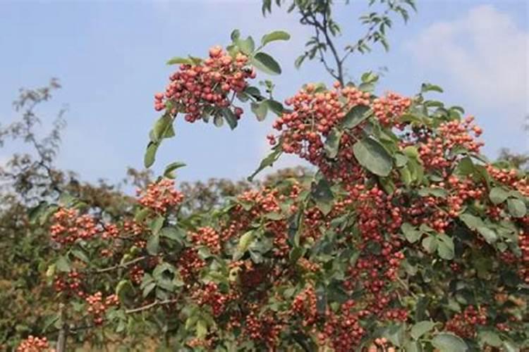 青花椒不接果打什么药能接果呢