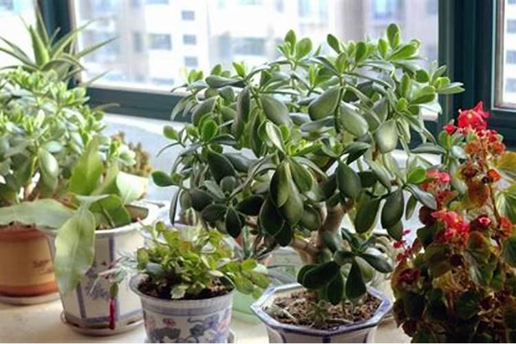 养花的营养土能不能拿来种菜