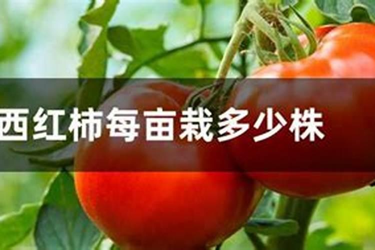 蓝莓是忌氯植物可以使用亲土一号水溶肥料吗？