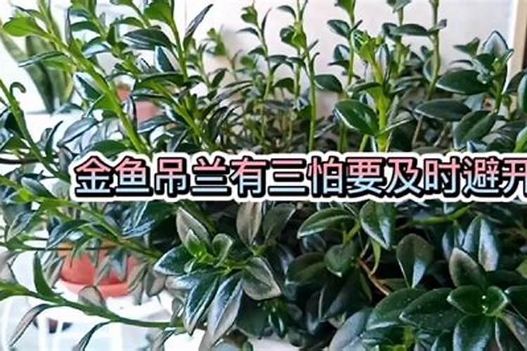 亲土一号含腐植酸水溶肥料能喷雾吗