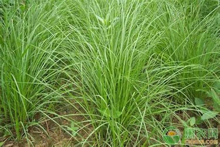 中国最好的芸苔素是什么品牌