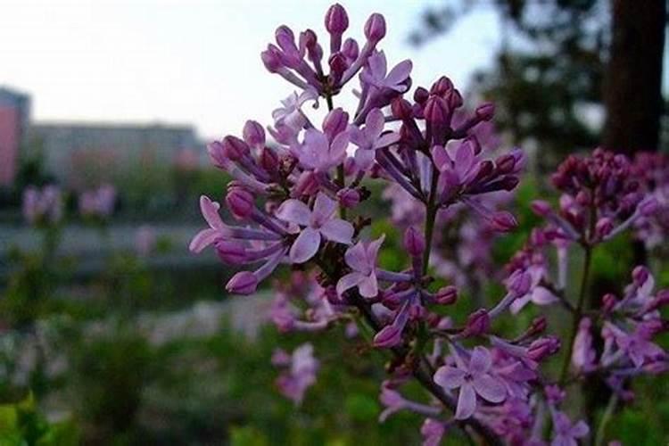 丁香花花期如何养护