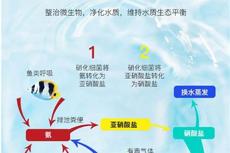 榴莲苗栽在什么地方合适