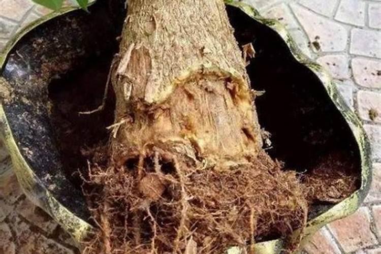 苹果树什么时候施钾肥好