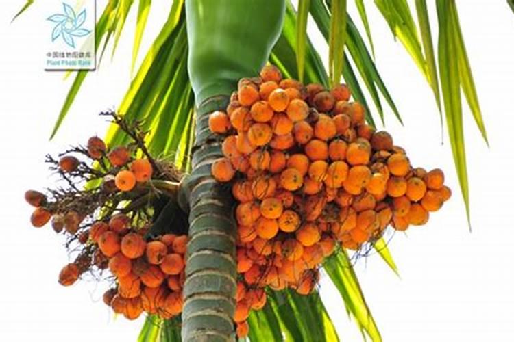 槟榔是什么东西？