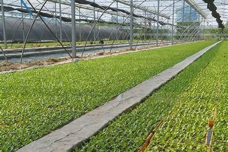 种菜复合肥怎么使用正确 多久施一次