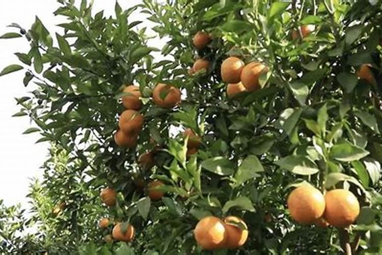 沃柑幼树怎样施肥