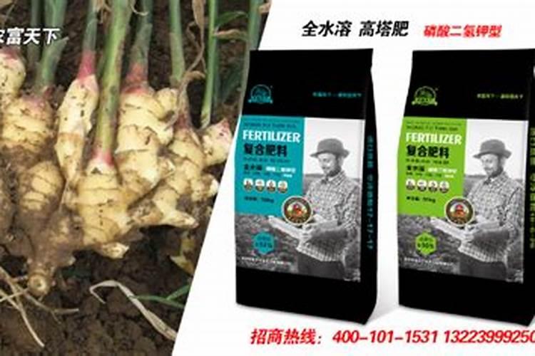 生姜怎么施肥