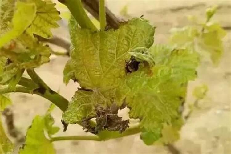 葡萄肥害有什么症状!葡萄叶背面有铁锈斑点？是什么情况？