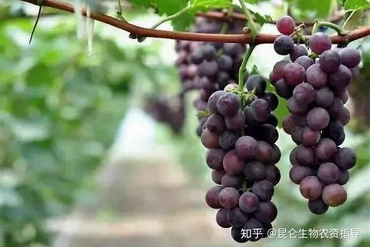 巨峰葡萄喷施什么叶面肥能提高坐果率？
