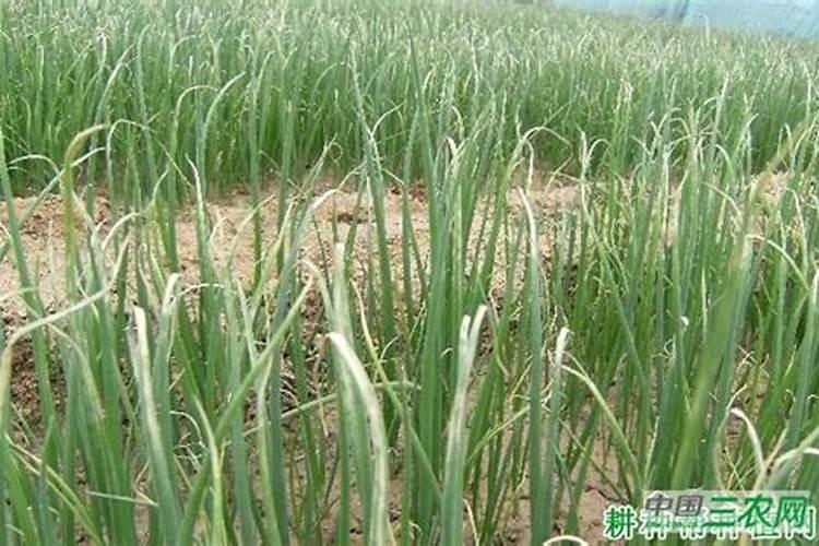 醋养花的技巧 醋浇花的正确方法如下