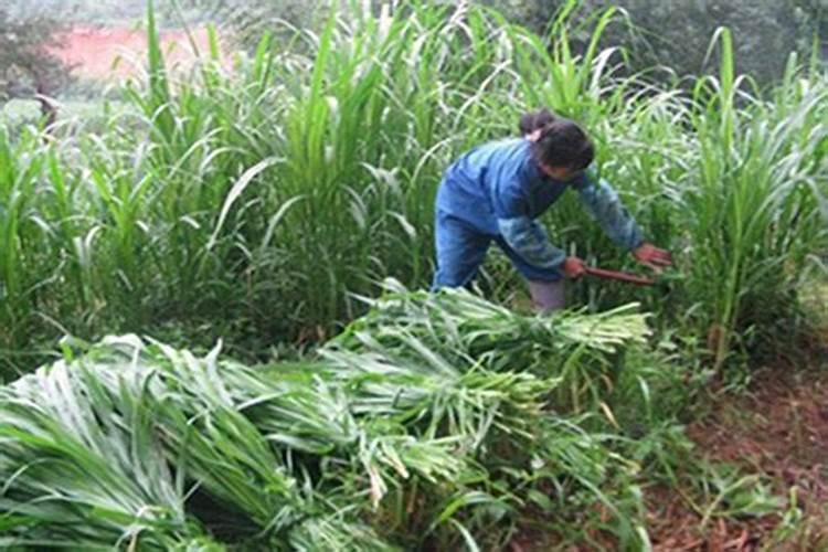 种植苜蓿叶面肥什么时候打
