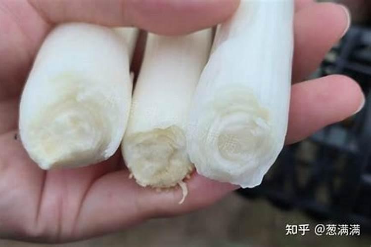 请帮忙看看葡萄树叶怎么了？现在叶子坏了的越来越多,葡萄树是种在楼