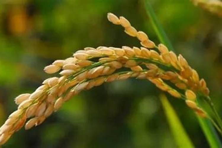 东升35号大豆品种的具体信息是什么