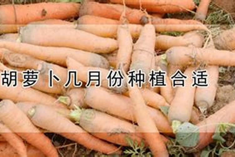 胡萝卜怎么施肥