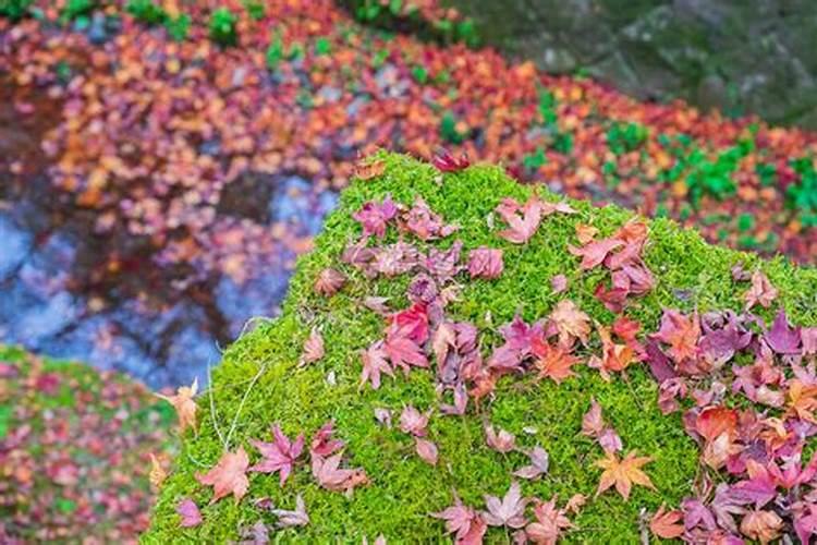 落叶直接埋土里能做肥料吗 树叶如何发酵做成养花肥料